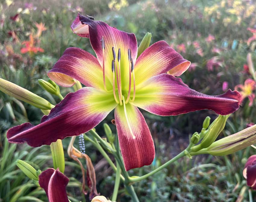 It&rsquo;s Not Over Till The Fat Cat Sings